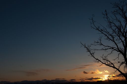 A silhouette of a tree during a beautiful sunset in the evening - great for wallpapers