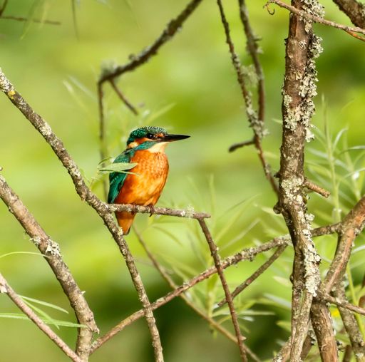 A closeup of a Kingfisher perched on a tree branch