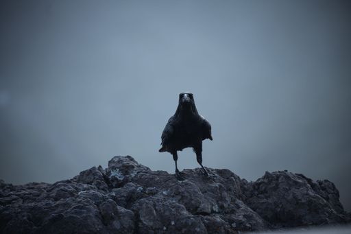 A closeup of a black Crow standing on a black rock surface on a blurred grey background