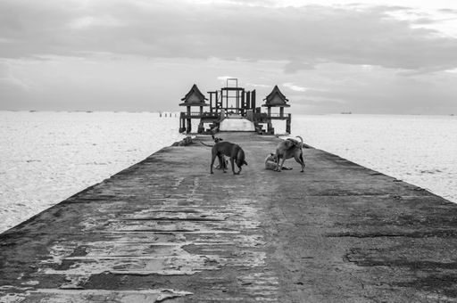 Thai street dogs at a pier leading to an unfinished temple in Thailand Southeast Asia