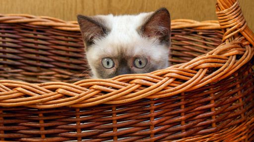 A closeup shot of a funny Siamese kitten inside a wicker basket