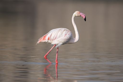 A beautiful flamingo with a pink beak and feathers walking in a shallow lake in the wilderness