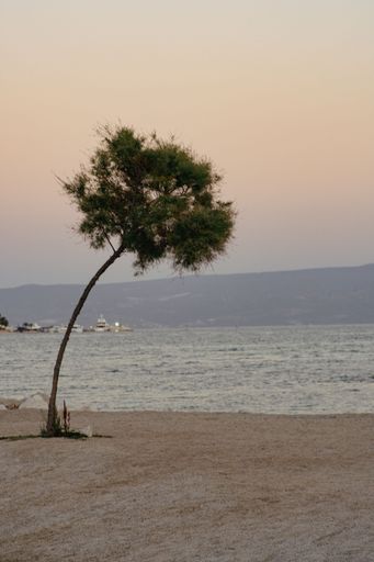 A vertical shot of a lonely tree growing on a beach in Stobrec