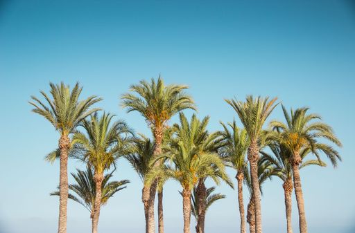 A beautiful shot of tall palm trees on blue sky background