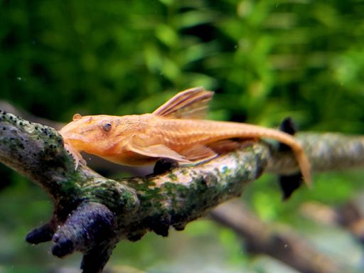 The red lizard catfish underwater in the aquarium on a branch