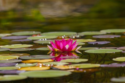 A beautiful shot of a Nelumbo nucifera flower on a surface of a green lake