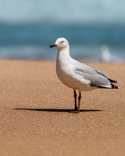 A vertical shot of a seagull perched on a sandy beach