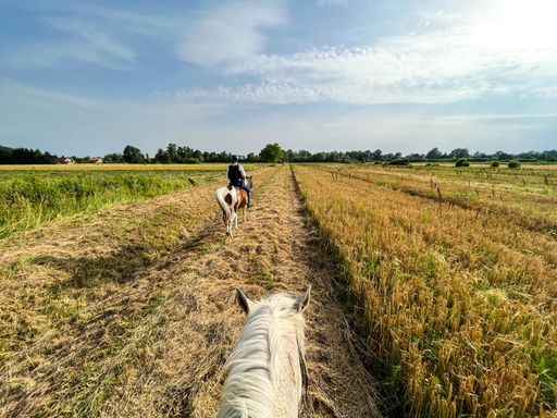 A beautiful view of horse riding in a field with dry grass during sunrise