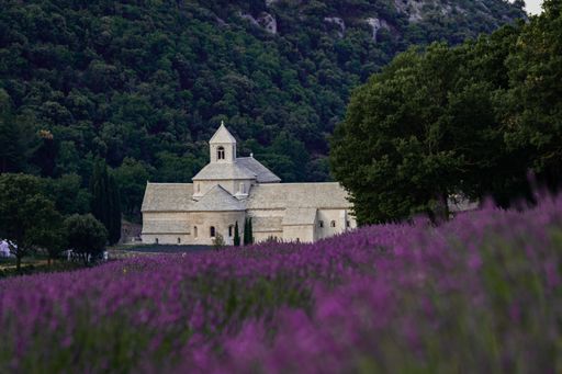 A beautiful shot of Bookstore Senanque Abbey in a lavender field in France