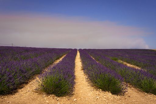 The beautiful lavender fields (Lavandula) of the Valensole in the French Alps against a blue sky