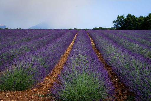 The beautiful lavender fields (Lavandula) of the Valensole in the French Alps against a cloudy sky with mountains in the background