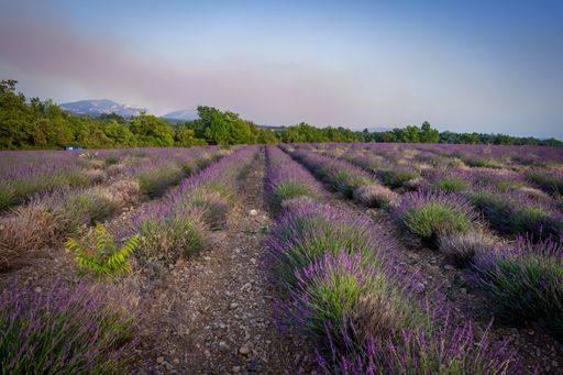 The beautiful lavender fields (Lavandula) of the Valensole in the French Alps with trees and mountains in the background against a blue cloudy sky