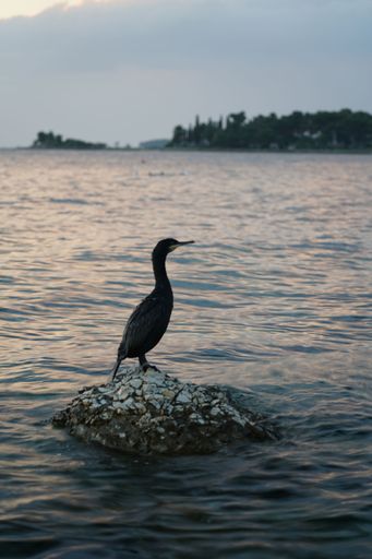 A vertical shot of an aquatic bird perched on a rock in the sea