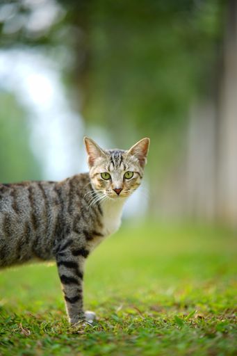 A vertical selective focus shot of adorable Tabby cat in the park