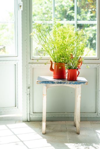 A vertical shot of flowers in red watering cans on a wooden chair at home
