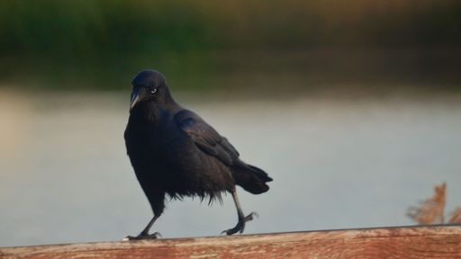 A closeup portrait of a black bird on blurry background
