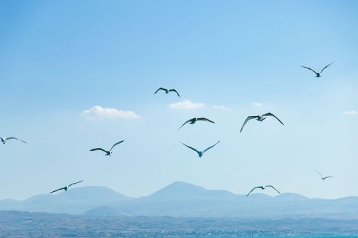 An aerial view of seagulls in flight in background of mountains