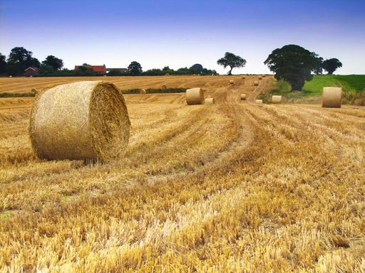 The giant dry grass hays on the field in a rural area