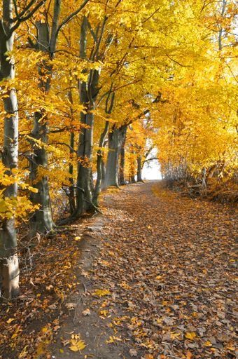 A vertical shot of a pathway surrounded by beautiful trees with dry yellow leaves in a park