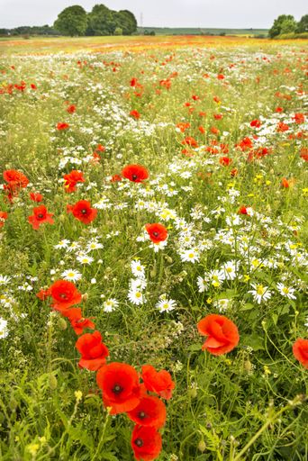 A beautiful scenery of a field of wild poppies and daisy flowers at daytime