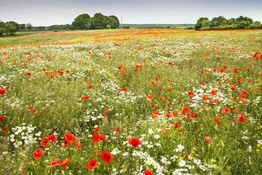 A beautiful scenery of a field of wild poppies and daisy flowers at daytime