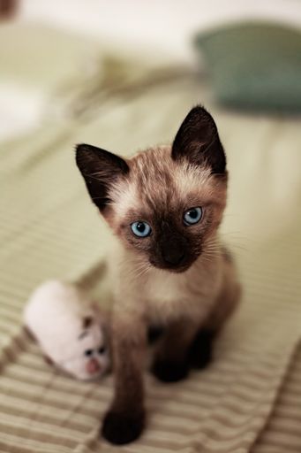 A vertical closeup shot of a cute Siamese cat on a blurred background