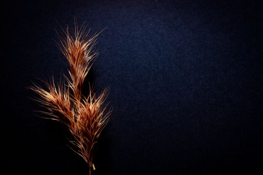 A closeup shot of a dry triticale on a black surface with a copy space