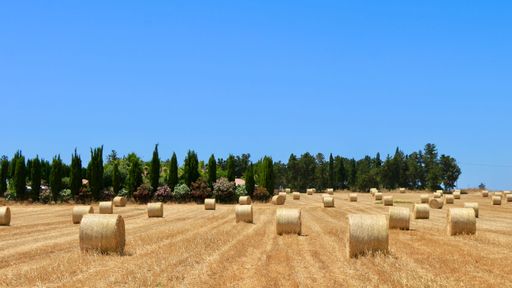 A rural agricultural field with rolled hay bales