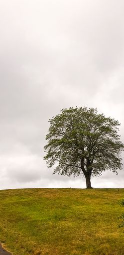 A vertical shot of a beautiful scenery of a tree in a field against a cloudy sky