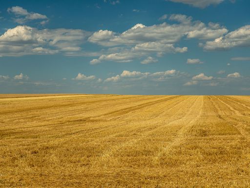 A scenic view of a yellow wheat field with a cloudy blue sky above