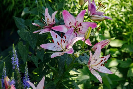 a closeup of pink lilium cernuum flowers