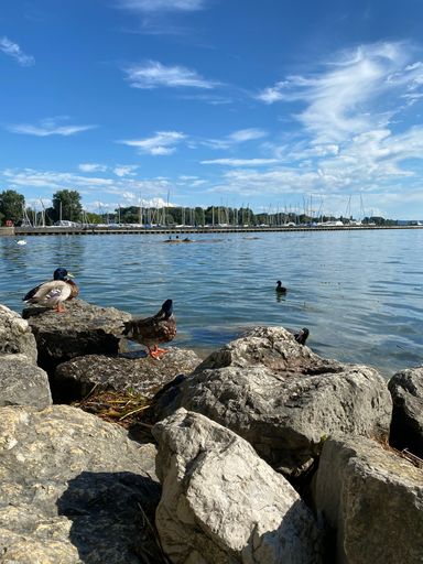 A vertical shot of ducks on the rocks near a lake, Switzerland