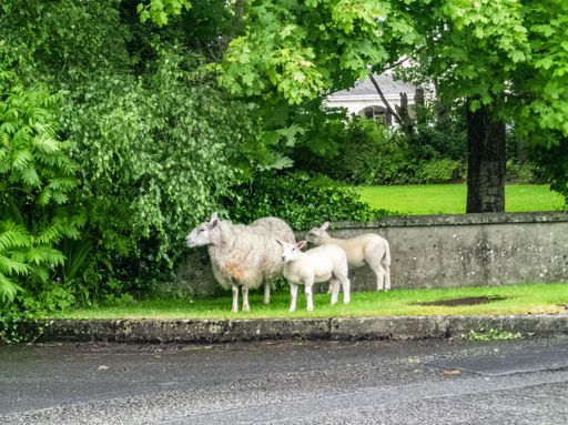 A mother sheep with two lambs standing by green trees