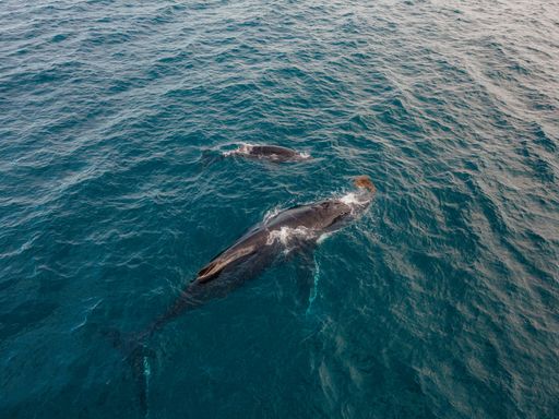 A beautiful shot of humpback whales swimming in clear blue water - Megaptera novaeangliae
