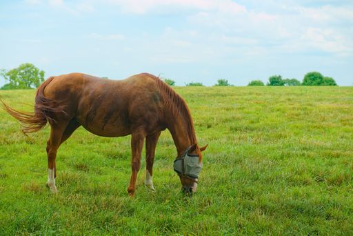 A graceful horse in a halter captured grazing in a pasture