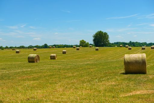 The freshly rolled round hays on a grassland under a blue sky