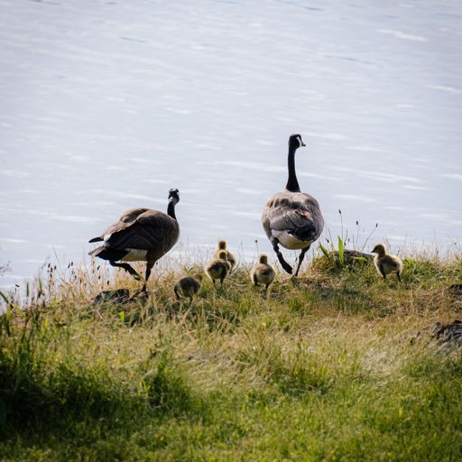 A beautiful shot of geese on the shore, Vancouver Island