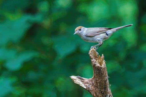 A female Eurasian blackcap bird perched on a tree log