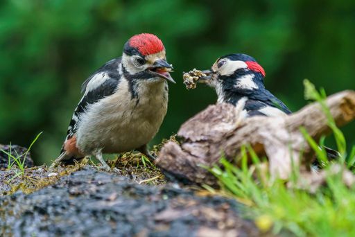 A closeup shot of a mother great spotted woodpecker feeding its baby