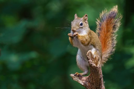 A closeup shot of a European squirrel eating a peanut