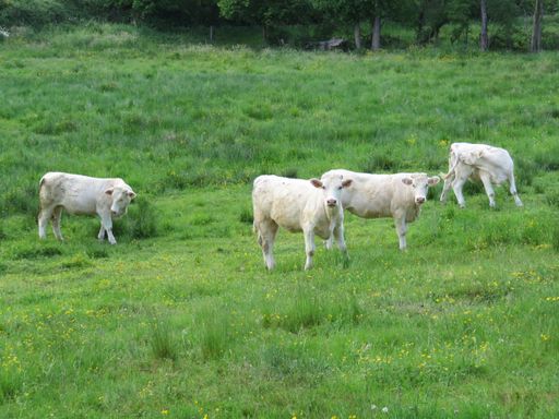 A lovely day in the countryside with young white cows grazing in a bright green field