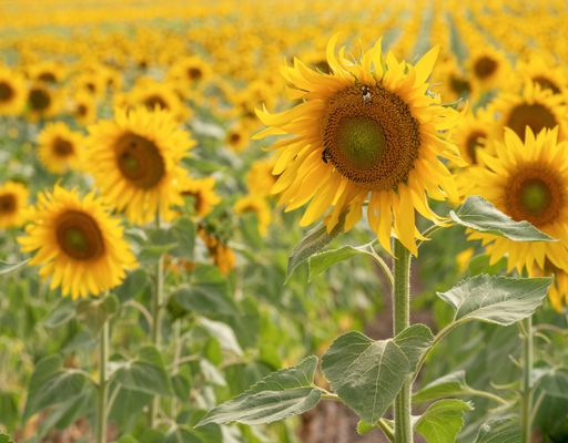 A sunny scenery of beautiful sunflowers field in Badajoz, Spain