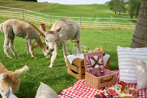 Two alpacas grazing next to a beautiful countryside picnic blanket with pillows and an appetizer set