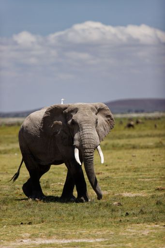 A vertical shot of an African bush elephant walking in the field with a white bird on his back