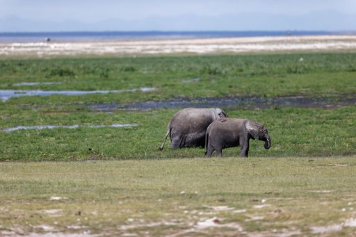 An aerial view of elephants standing in greenery field