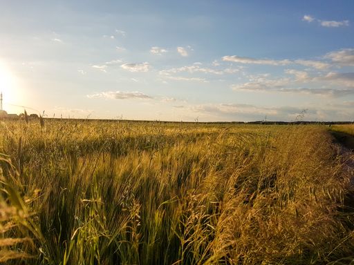 A scenic shot of a golden wheat field with the evening sun shining in the sky