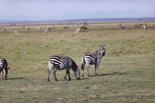 An aerial view of Plain zebras standing on greenery field