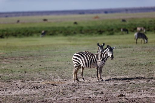 An aerial view of Plain zebras standing on greenery field
