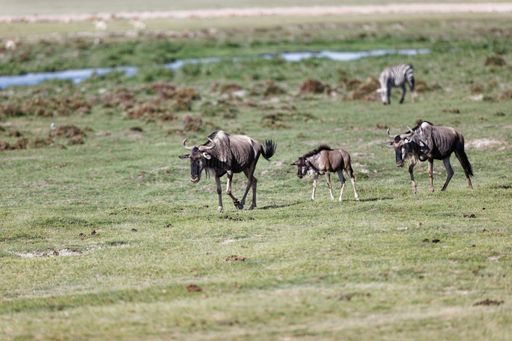 An aerial view of wildebeests standing on greenery field