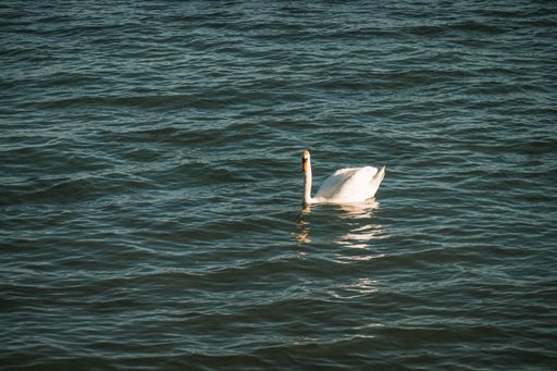 A beautiful white swan floating on a blue lake